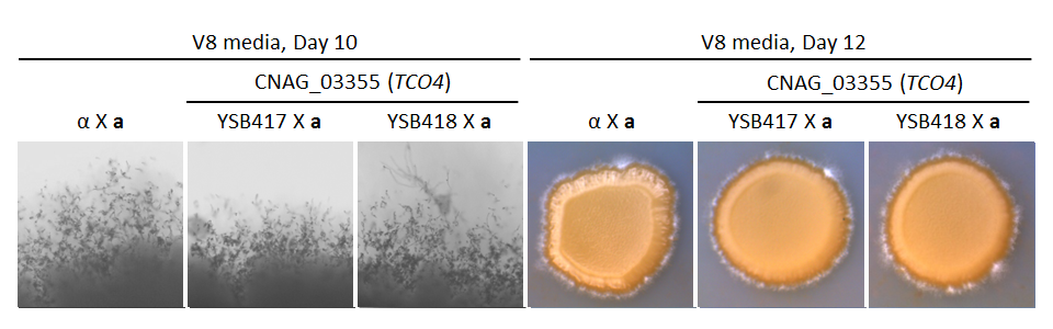 Growth phenotype for CNAG_03355T0