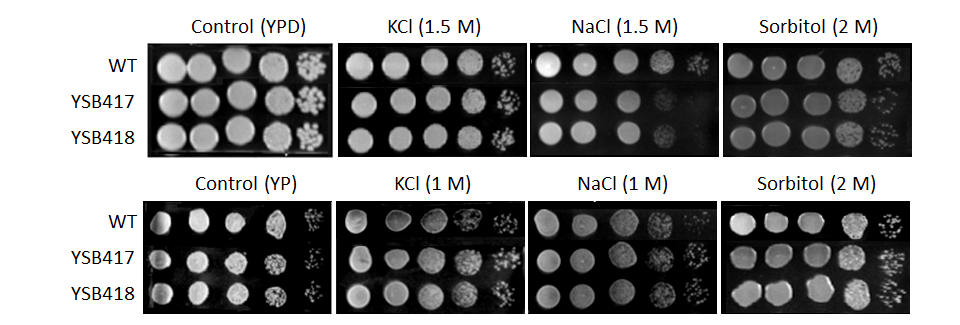Osmotic stress phenotype for CNAG_03355T0
