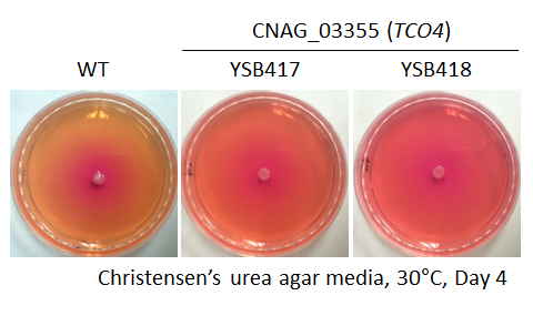 Urease phenotype for CNAG_03355T0