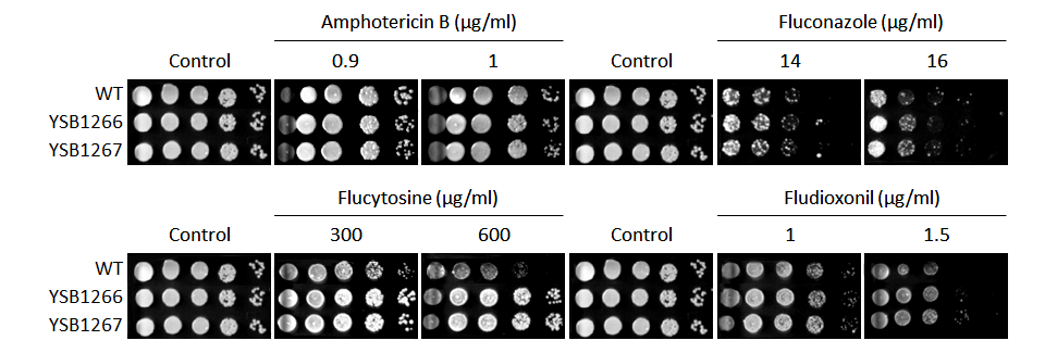 Antifungal drug susceptibility for CNAG_03367T0