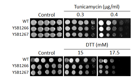 ER stress phenotype for CNAG_03367T0