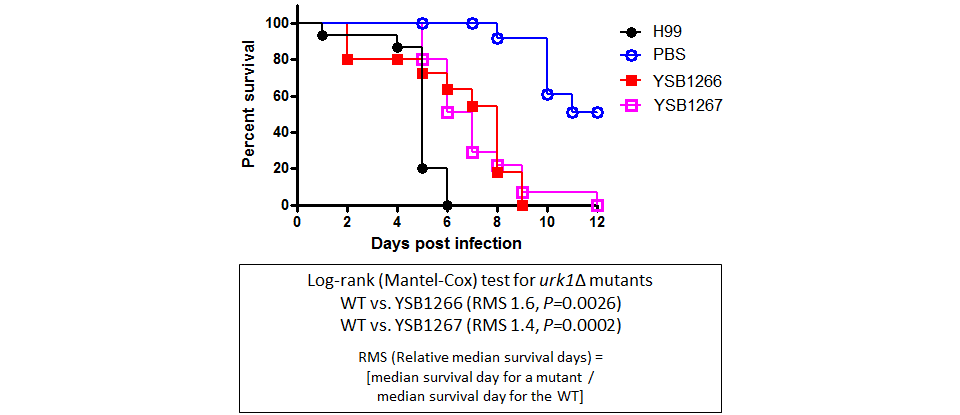 Galleria mellonella virulence data for CNAG_03367T0