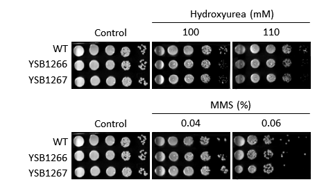 Genotoxic stress phenotype for CNAG_03367T0