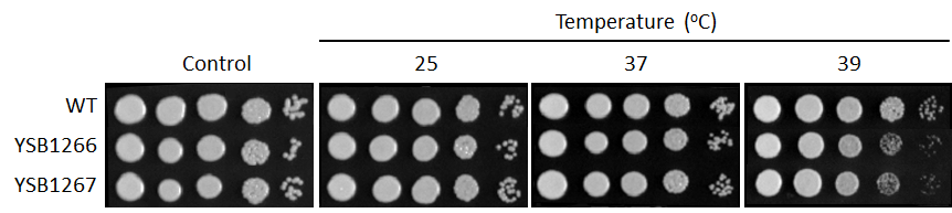 Growth phenotype for CNAG_03367T0