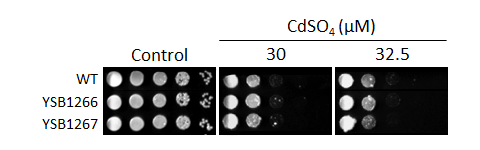 Heavy metal stress phenotype for CNAG_03367T0