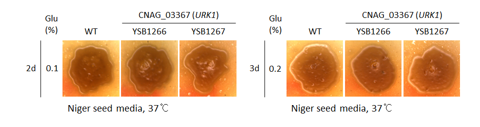 Melanin phenotype for CNAG_03367T0