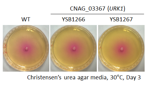 Urease phenotype for CNAG_03367T0