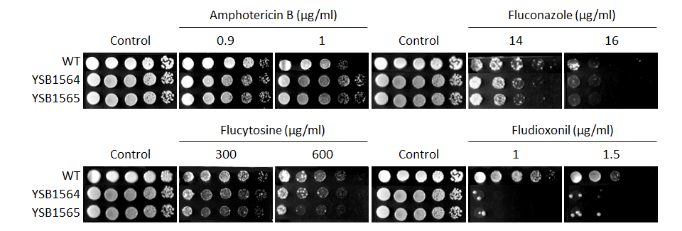 Antifungal drug susceptibility for CNAG_03369T0