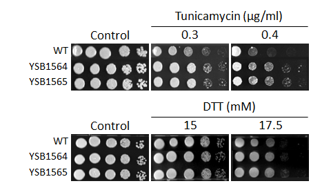 ER stress phenotype for CNAG_03369T0