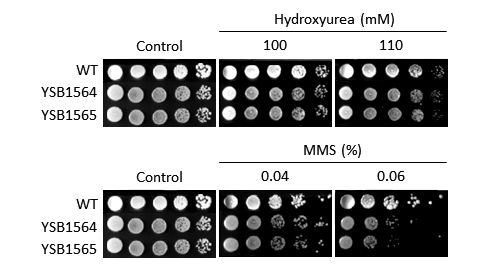 Genotoxic stress phenotype for CNAG_03369T0