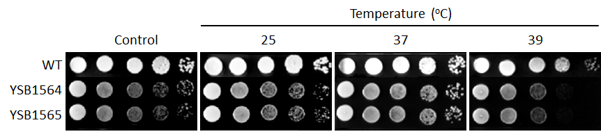 Growth phenotype for CNAG_03369T0