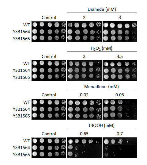 Oxidative stress phenotype for CNAG_03369T0