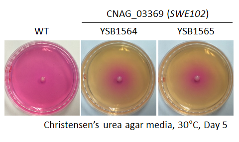 Urease phenotype for CNAG_03369T0