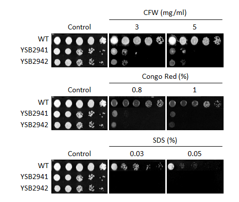 Cell wall stress phenotype for CNAG_03567T0