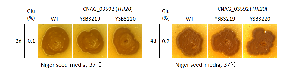 Melanin phenotype for CNAG_03592T0