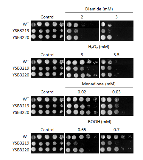 Oxidative stress phenotype for CNAG_03592T0