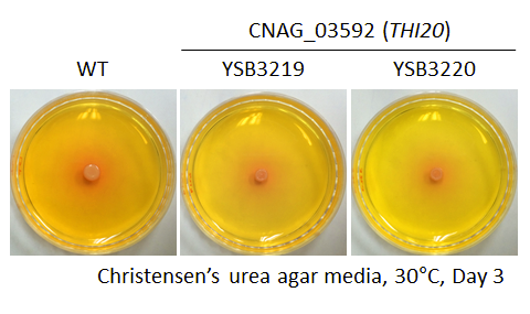 Urease phenotype for CNAG_03592T0