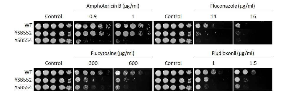 Antifungal drug susceptibility for CNAG_03670T0