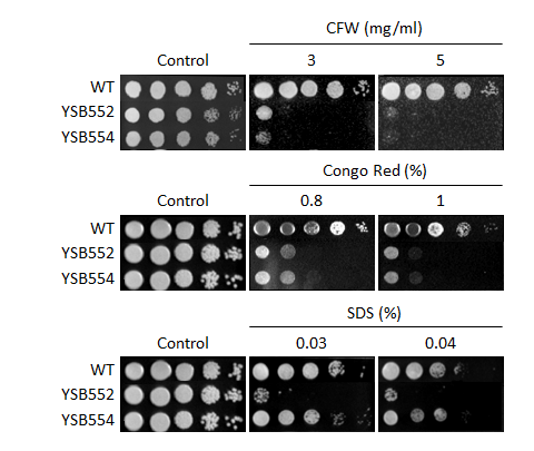 Cell wall stress phenotype for CNAG_03670T0