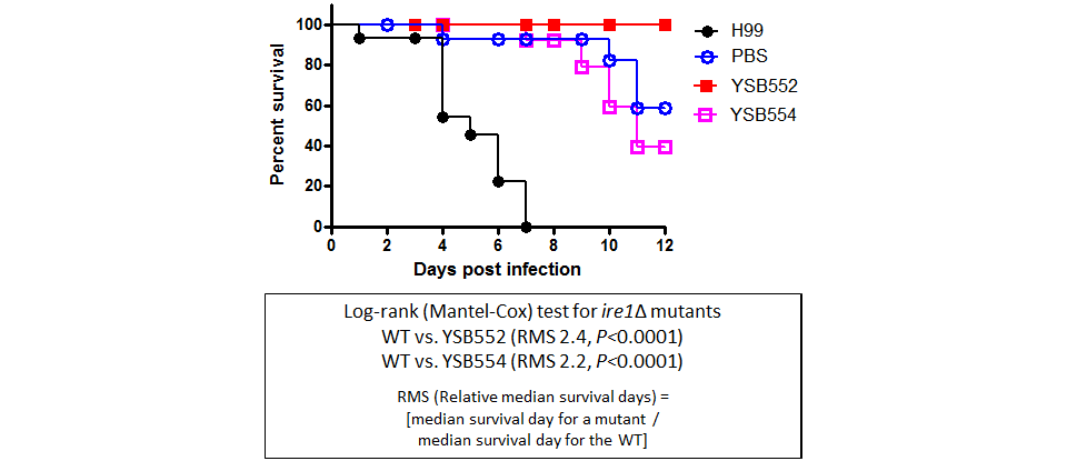 Galleria mellonella virulence data for CNAG_03670T0