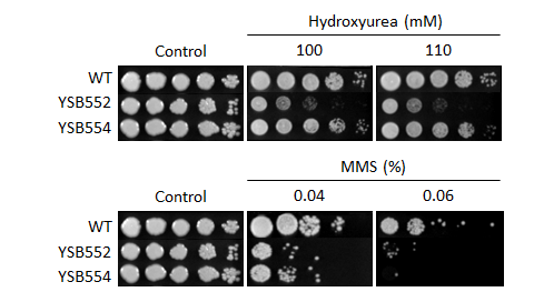 Genotoxic stress phenotype for CNAG_03670T0
