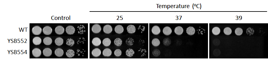 Growth phenotype for CNAG_03670T0