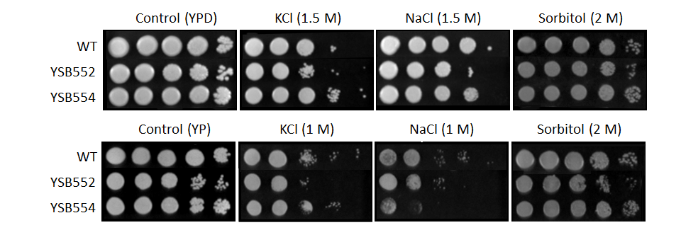 Osmotic stress phenotype for CNAG_03670T0