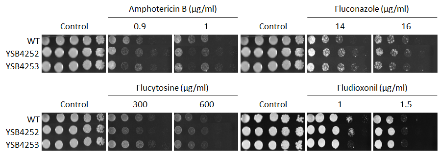 Antifungal drug susceptibility for CNAG_03796T0