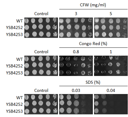 Cell wall stress phenotype for CNAG_03796T0