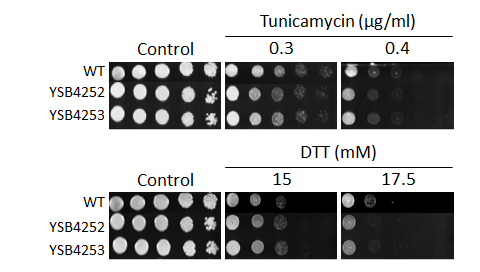 ER stress phenotype for CNAG_03796T0