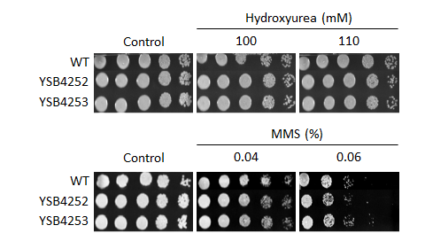 Genotoxic stress phenotype for CNAG_03796T0