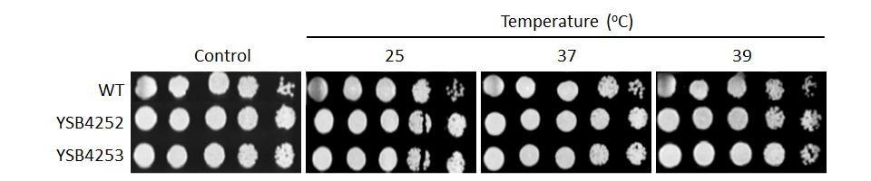 Growth phenotype for CNAG_03796T0