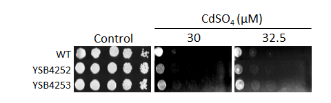 Heavy metal stress phenotype for CNAG_03796T0