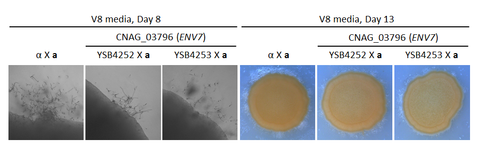 Growth phenotype for CNAG_03796T0