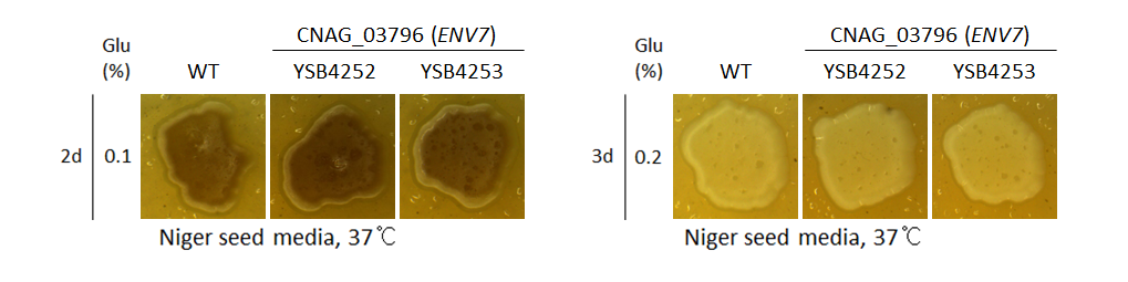 Melanin phenotype for CNAG_03796T0
