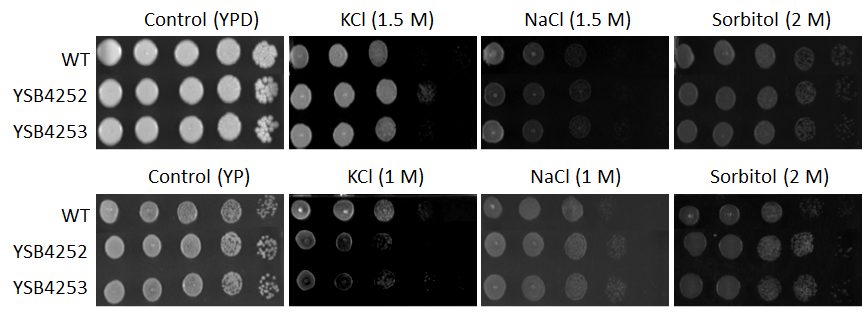 Osmotic stress phenotype for CNAG_03796T0