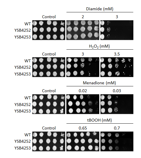 Oxidative stress phenotype for CNAG_03796T0