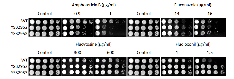 Antifungal drug susceptibility for CNAG_03811T0