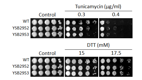 ER stress phenotype for CNAG_03811T0