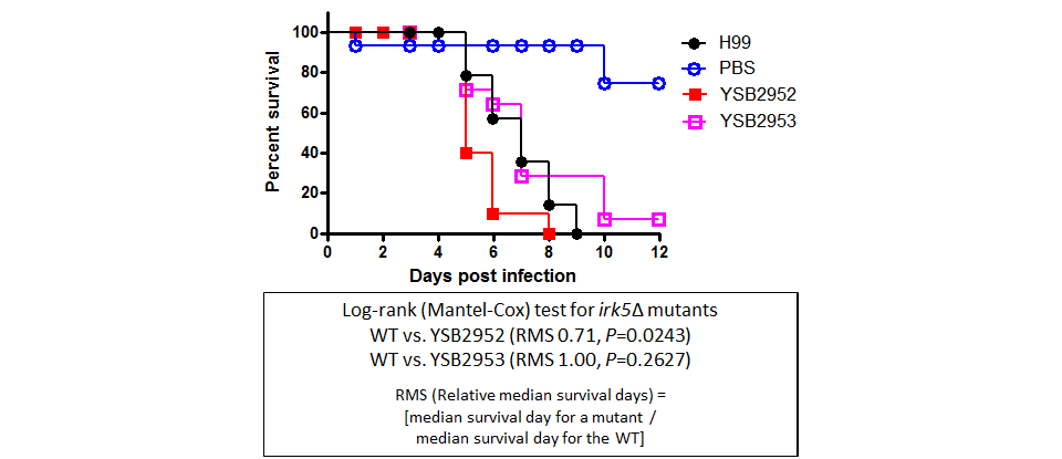 Galleria mellonella virulence data for CNAG_03811T0