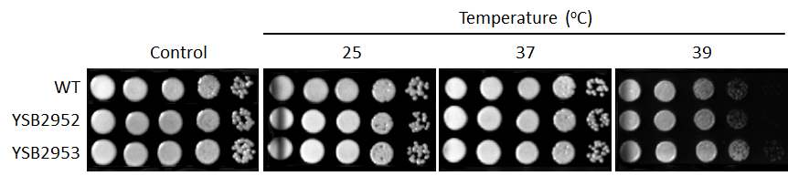 Growth phenotype for CNAG_03811T0