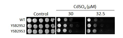 Heavy metal stress phenotype for CNAG_03811T0