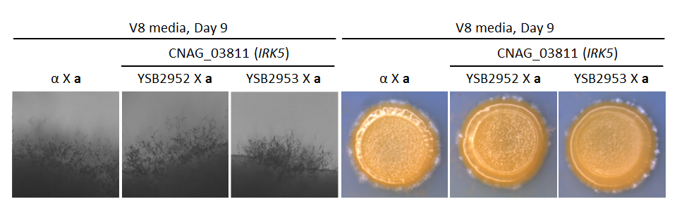 Growth phenotype for CNAG_03811T0