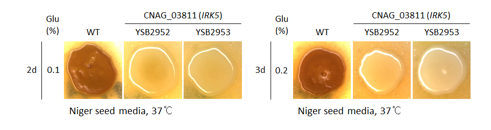 Melanin phenotype for CNAG_03811T0