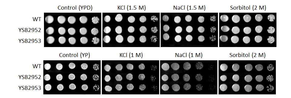 Osmotic stress phenotype for CNAG_03811T0