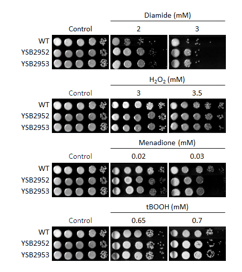 Oxidative stress phenotype for CNAG_03811T0