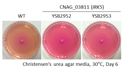 Urease phenotype for CNAG_03811T0