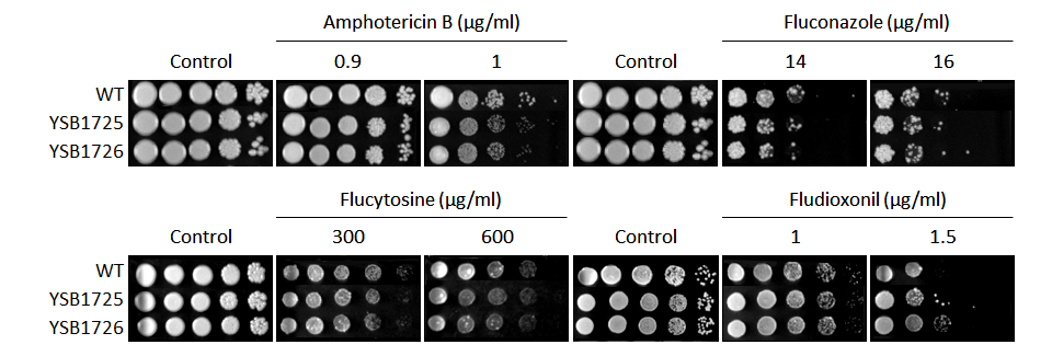 Antifungal drug susceptibility for CNAG_03843T0