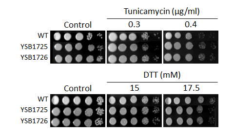 ER stress phenotype for CNAG_03843T0