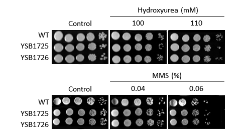 Genotoxic stress phenotype for CNAG_03843T0